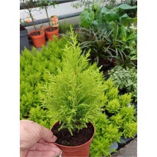 Frefly Store Nura Botanik Kokulu Limoni Servi Fidanı, Sarı Renk, 10 Adet, 15-25 Cm, Tüplü Çit Ağacı