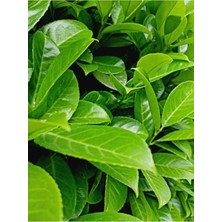 Frefly Store Gardenbox Yeşil Çıtır Taflan Çiçeği Fidanı, 20-40 Cm, Tüplü, Euonymus