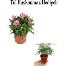 Frefly Store Mis Kokulu Hediyelik Şeker Pembe Karanfil Çiçeği Tül Kuşkonmaz Hediyeli