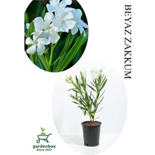 Frefly Store Nura Botanik Beyaz Zakkum Çiçeği Fidanı, Saksılı, 30-60CM, Çok Renkli
