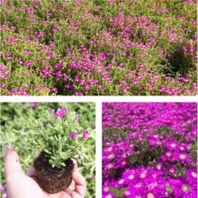 Frefly Store Serada Decor & Plant Pembe Acem Halısı Çiçeği, 10-15 cm Tüplü, Drosanthemum Floribundum
