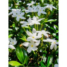 Frefly Store Gardenbox Çiçek Ful Çiçeği Beyaz Yasemin Bitkisi 55 cm +