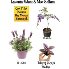 Frefly Store Yoğun Kokulu Lavanta+Kokulu Mor Salkım Ağacı Fidanı Telgraf Çiçeği Hediyeli Bahçe Seti