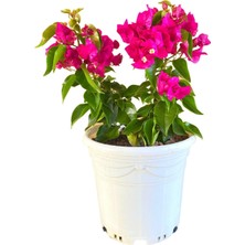 Frefly Store Gardenbox Bodur Begonvil, 4 Litrelik Saksıda, 20-30CM, Bougainvillea, Pembe
