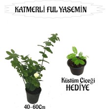 Frefly Store Serada Decor & Plant Mis Kokulu Katmerli Ful Yasemin 40-60CM + Küstüm Çiçeği Hediyeli