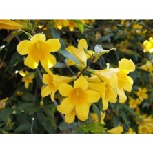 Frefly Store Nura Botanik Sarı Çiçekli Kokulu Yasemin, 50-100 Cm, Dış Mekan Bitkileri, Jasminum Fruticans
