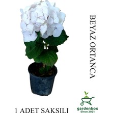 Frefly Store Nura Botanik Beyaz Ortanca Çiçeği, 1 Adet, Saksılı, 20-30CM, Çiçekli Bitki