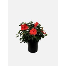 Frefly Store Gardenbox Kırmızı Japon Gülü Çiçeği Fidanı, 1 Adet, Saksılı, 40-45 cm