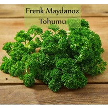 Frefly Store Zencefil Organik Fasülye Tohumu 2 Kg. (5000+ Adet) ERVA51 Sarı Özel Fasulye Tohumu