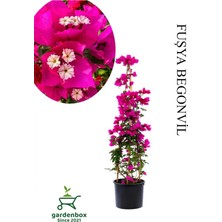 Frefly Store Nura Botanik Fuşya Begonvil, Saksılı Sarmaşık Begonvil, 40-60CM, Bahçe Bitkisi