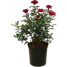 Frefly Store Nura Botanik Kırmızı Kokulu Yediveren Saksılı Aşılı Gül, 50-70 Cm, Red Rose