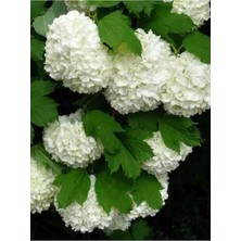 Frefly Store Kartopu Vilburnum Tüplü 1 Metre