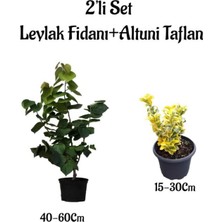 Frefly Store Serada Decor & Plant Mor Leylak Ağacı Fidanı + Altuni Taflan, 2'li Set, Saksılı Bahçe Bitkileri