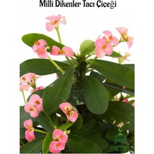 Frefly Store Nura Botanik Pembe Dikenler Tacı Kaktüsü, 15-25 Cm, 1 Adet, Euphorbia Milii