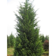 Frefly Store Nura Botanik Leylandi Fidanı, 5 Adet, 30-60 Cm, Saksılı Tüplü