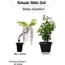 Frefly Store Gardenbox 2'li Bahçe Çiçeği Seti, Kokulu Mor Salkım + Isparta Gülü, Saksılı, 40-60 cm