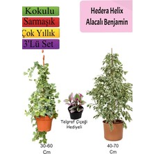 Frefly Store Alacalı Beyaz Benjamin Bitkisi+ Hedera Helix Sarmaşığı+ Telgraf Çiçeği