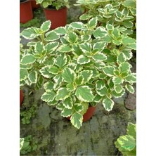 Frefly Store Serada Decor & Plant Canlı Formlu Kokulu Benjamin Çiçeği Saksılı, Plectranthus Forsteri, 10-20 Cm, Çok Renkli