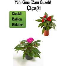 Frefly Store Gardenbox Kırmızı Pembe Yeni Gine Cam Güzeli Çiçeği, 2 Adet, Balkon Bitkisi, 10-15 cm