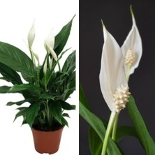 Frefly Store Nura Botanik Beyaz Barış Çiçeği, 50-80 Cm, Saksılı Iç Mekan Bitkileri, Spathiphyllum