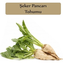 Frefly Store Zencefil Organik Şeker Pancarı Tohumu 1 Paket (10GR=500+ Adet) Pancar Tohumu
