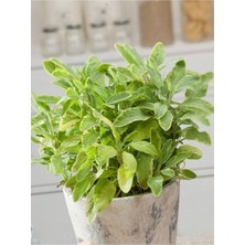 Frefly Store Serada Decor & Plant Saksılı Adaçayı Salvia Demlemelik Fide, 18-20 cm Boy, Yeşil
