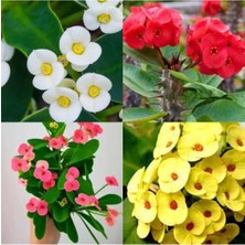 Frefly Store Gardenbox 4'lü Karışık Renk Dikenler Tacı Çiçeği, 10-15 cm Tüplü Çiçekli Bodur Bitki, Euphorbia Milii