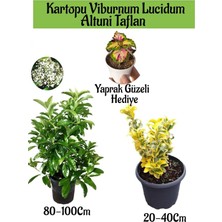 Frefly Store Kampanyalı Kartopu Viburnum Lucidum 1 Adet Altuni Taflan 1 Adet Yaprak Güzeli Hediye Bahçe Bitkisi, BTS1852024NA14