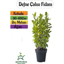 Frefly Store Nura Botanik Defne Fidanı, Saksılı, 30-60 Cm, Dış Mekan