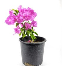 Frefly Store Nura Botanik Mor Begonvil Fidanı, Bahçe Balkon Teras Bitkisi, 30-60 Cm, 1 Adet Saksılı Bougainvillea