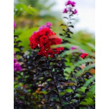 Frefly Store Serada Decor & Plant Kırmızı Çiçekli Oya Ağacı, 30-65 Cm, Saksılı, Lagerstroemia Indica