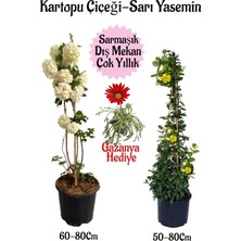 Frefly Store Serada Decor & Plant Kartopu Çiçeği, Sarı Yasemin, Kırmızı Gazanya Saksılı Bahçe Seti, Çok Renkli