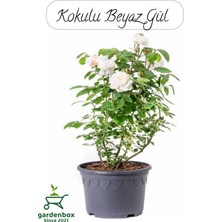 Frefly Store Nura Botanik Saksılı Beyaz Gül Fidanı, 30-50 Cm, Bahçe Gülü, 1 Adet