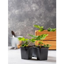 Frefly Store Serada Decor & Plant Bol Verimli 3 Adet Çilek Fidesi, 5-10 Cm, Saksılı Dış Mekan Bitkisi