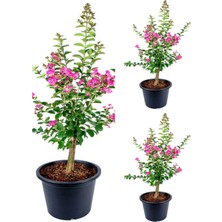Frefly Store Serada Decor & Plant Pembe Renkli Oya Ağacı Fidesi, 30-40 Cm, 3 Adet Saksılı, Lagerstroemia Indica