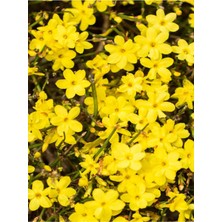 Frefly Store Bitkim Sende Sarı Yasemin Çiçeği Fıdanı, 70 Cm, Saksılı, Dış Mekan Bitkisi