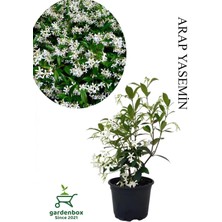 Frefly Store Gardenbox Yoğun Kokulu Arap Yasemini Çiçeği, Saksılı, 30-60CM, Beyaz Çiçek
