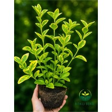 Frefly Store Gardenbox Altuni Gold Taflan Çit Bitkisi, Sarı Taflan Fidanı, 30-40 Cm, 1 Saksıda 3 Kök