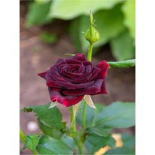 Frefly Store Bitkim Sende Yediveren Bordo Kokulu Gül Fidanı, 2 Adet, Saklı/tüplü, 45-65 Cm, Burgundy Rose