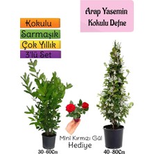 Frefly Store Gardenbox Kokulu Arap Yasemini, Defne Çalısı, Mini Gül Hediyeli 3'lü Bahçe Seti