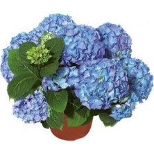 Frefly Store Serada Decor & Plant Mavi Ortanca Saksılı, 35 Cm, Çiçekli Bodur Bitki