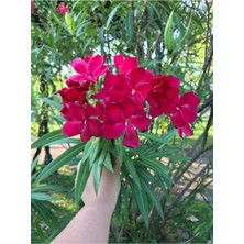 Frefly Store Videolu Kırmızı Zakkum Çiçegi Fidanı(80 100 Cm) 1 Adet Tüplü Red Oleander