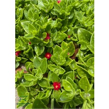 Frefly Store Nura Botanik Pembe Çiçekli Buz Çiçeği, 3 Adet Saksılı, 15-20 Cm, Delosperma