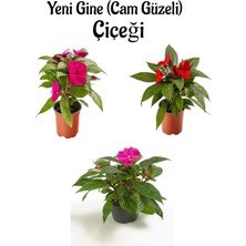 Frefly Store Gardenbox Yeni Gine Cam Güzeli Çiçeği, Kırmızı Fuşya Pembe Renk, 3 Adet, 10-15 Cm, Balkon Bitkisi