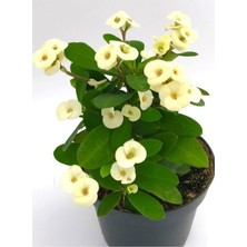 Frefly Store Nura Botanik Beyaz Dikenler Tacı Çiçeği, 10-15 Cm, Tüplü Çiçekli Bodur Bitki, Euphorbia Milli
