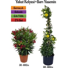 Frefly Store Kırmızı Renk Zakkum Fidanı+Sarı Renk Yasemin Çiçeği Fidanı 2'li Bahçe Peyzaj Seti, BTS0001NA2019