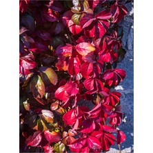 Frefly Store Gardenbox Amerikan Sarmaşığı Çiçeği Fidanı, 80-90 Cm, Saksılı, Çok Renkli, Dış Mekan Sarmaşık Virginia