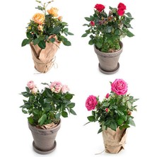 Frefly Store Serada Decor & Plant Saksılı Aşılı Gül, Yediveren Narçiçeği, Kırmızı Pembe Açık Pembe, 30-40 Cm, 4 Adet