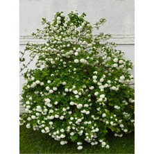 Frefly Store Nura Botanik Kar Topu Çiçeği Fidanı, Viburnum Opulus, 35-60 Cm, 1 Adet, Saksılı Dış Mekan Bitkisi