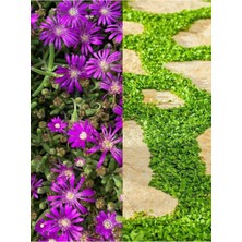 Frefly Store Gardenbox Zemin Örtücü Bitki Seti, 10 Mezem Viyolde + 4 Fare Kulağı, Çok Renkli